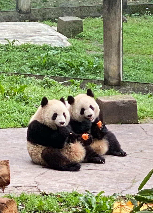 Pandas